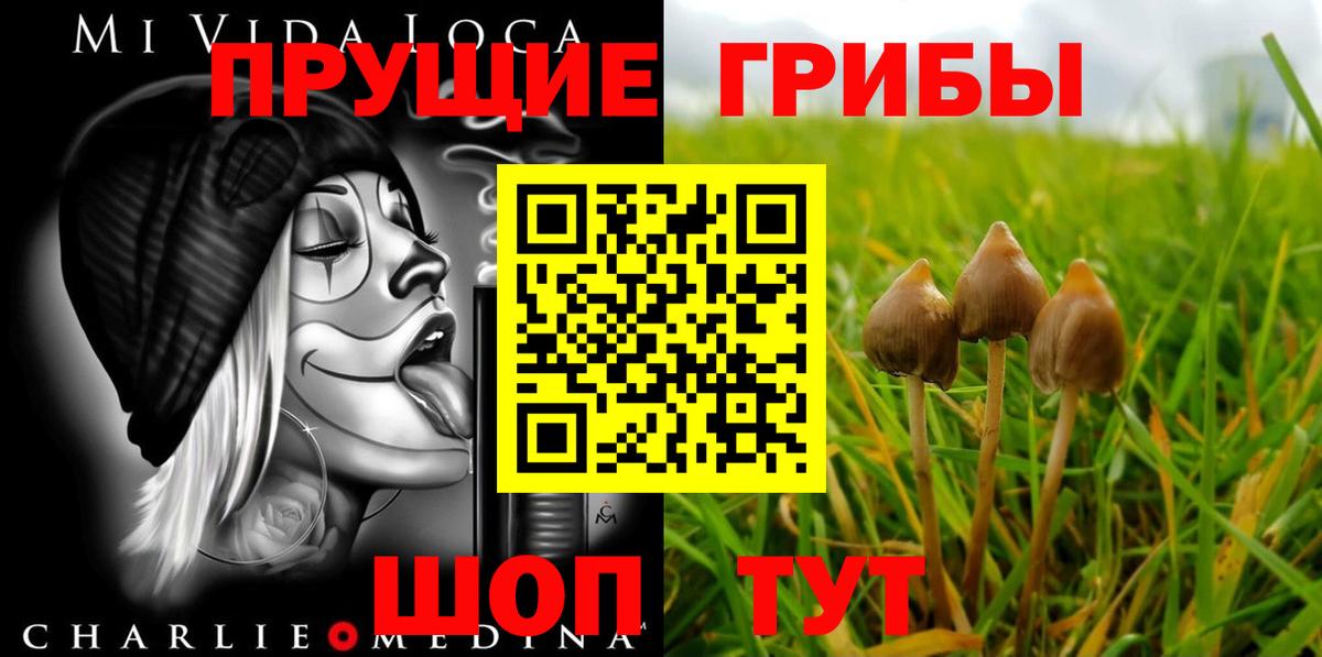 Псилоцибиновые грибы Psilocybe Сунжа
